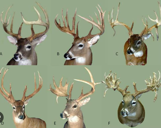 Antlers regrow annually3
