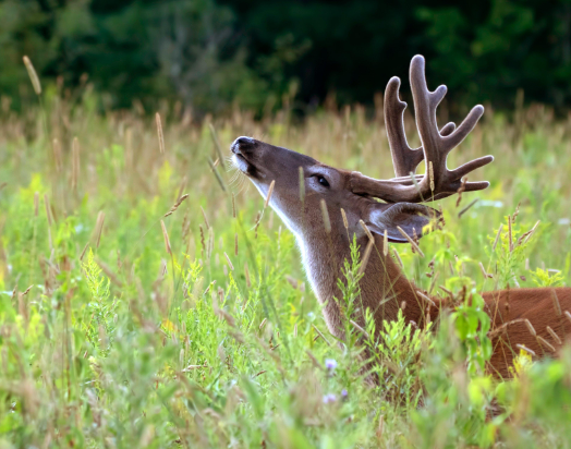 Smell is their strongest sense4