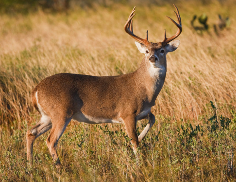 They are better at detecting moving threats