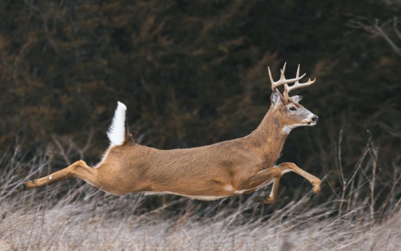 They are incredibly fast runners2