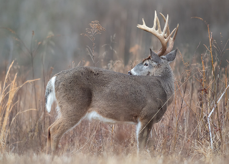 They have excellent memory