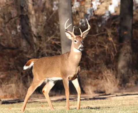 They profoundly influence human culture