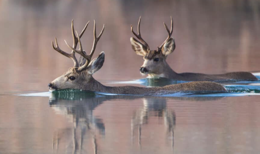 White-tailed deer are excellent swimmers