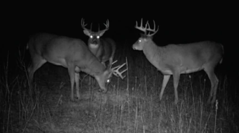 White-tailed deer are twilight actives