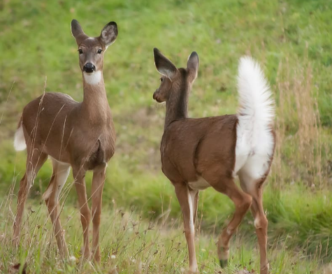 whitetail deer's tail1